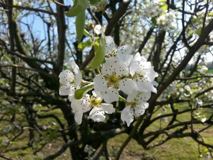 Azienda Agrituristica Scotti سوما لومباردو المظهر الخارجي الصورة